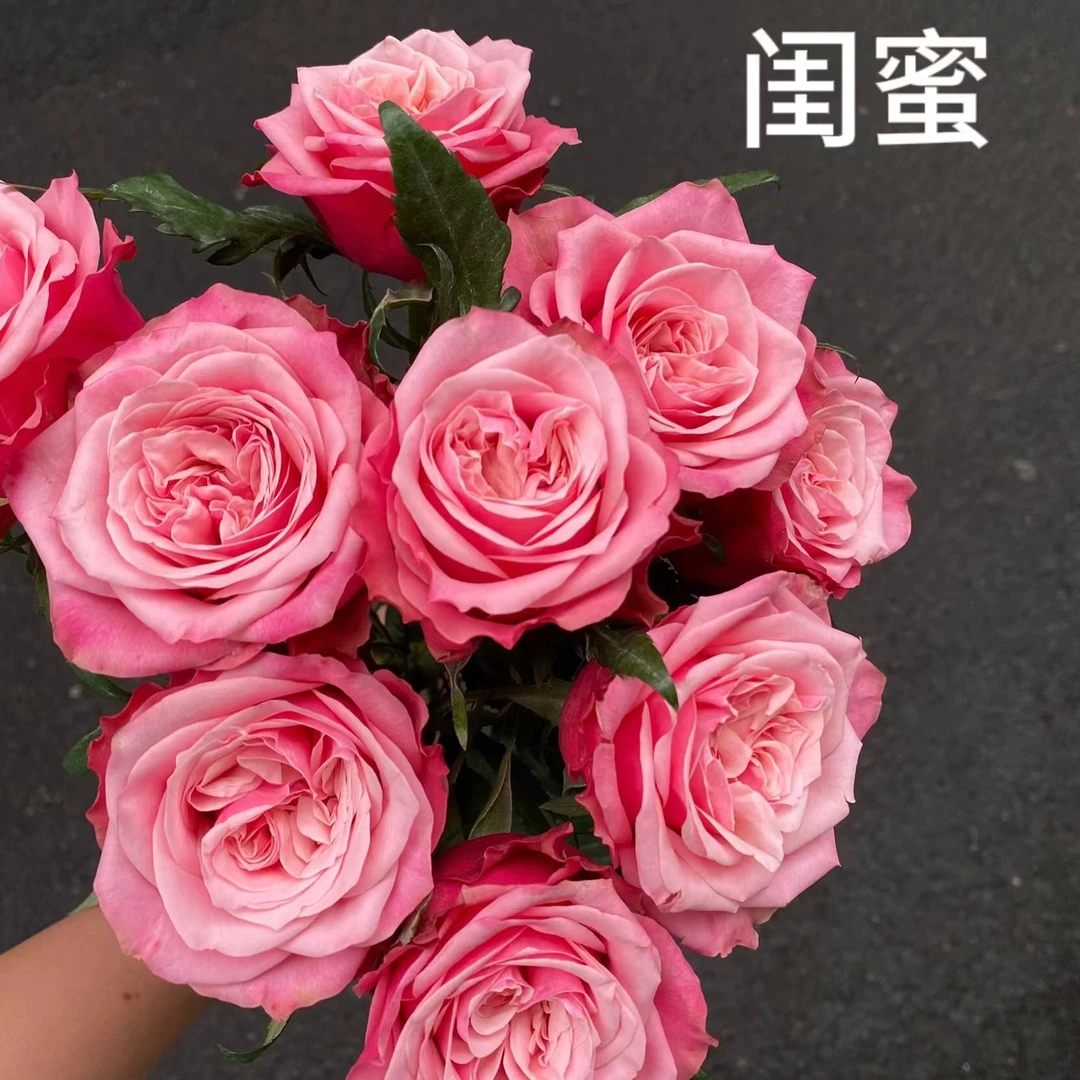 【闺蜜】任意2单顺丰包邮 鲜花 玫瑰 AB级 云南基地直发