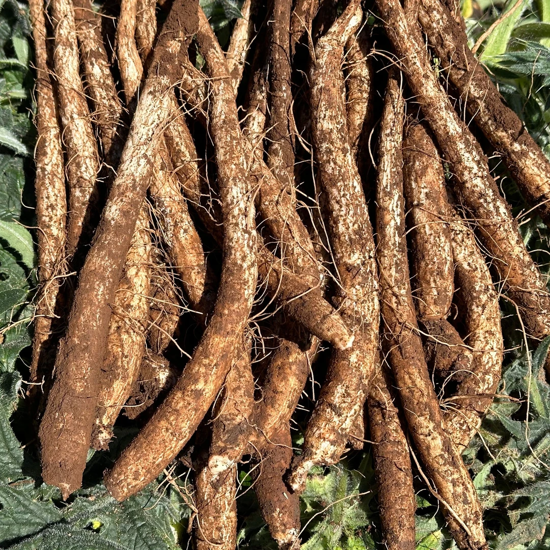 马刺根鸡翅根牛口刺大蓟种子