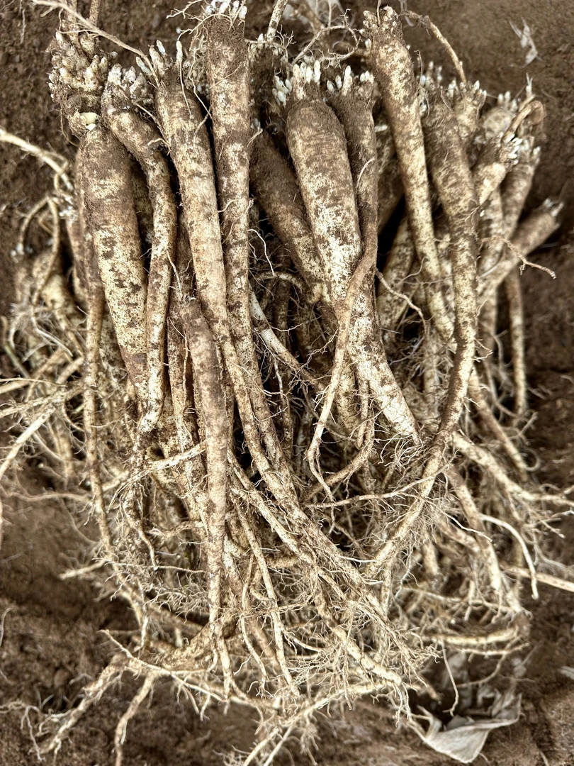 新鲜臭参云南农家自种炖鸡炖排骨炖火腿炖肉特别香食指般大小