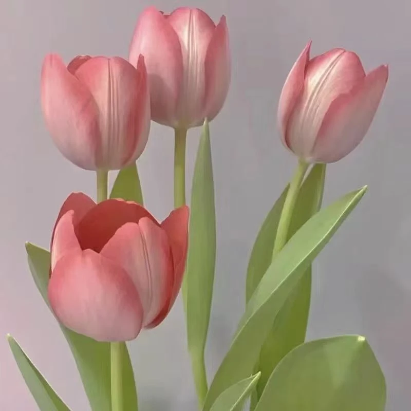 郁金香种球进口大球多色可选水培土培花束种球