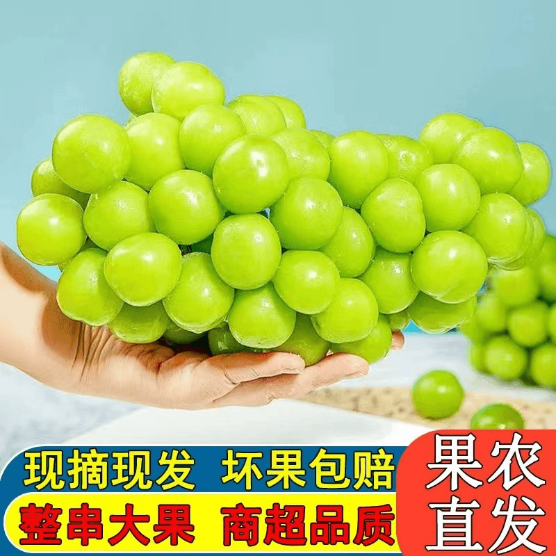山东阳光玫瑰葡萄提子孕妇宝宝水果京东顺丰包邮