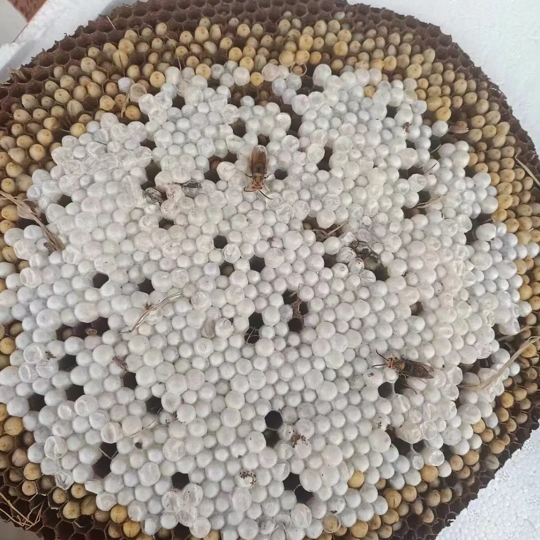 山货小姚树蜂七里蜂新鲜包邮