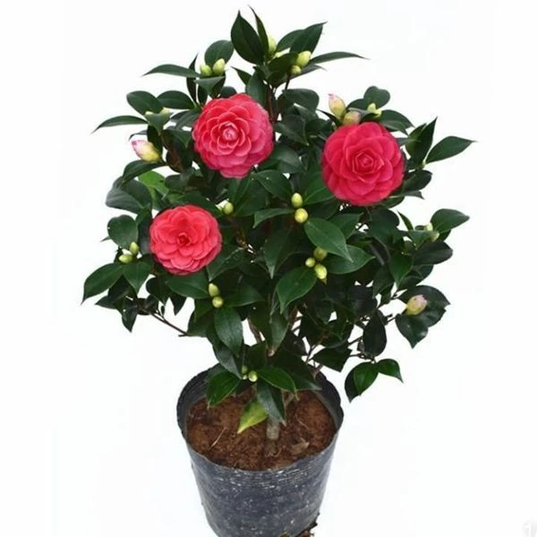 山茶花树苗红色赤丹盆栽直播——专用山茶花盆栽庭院庭院精选发货