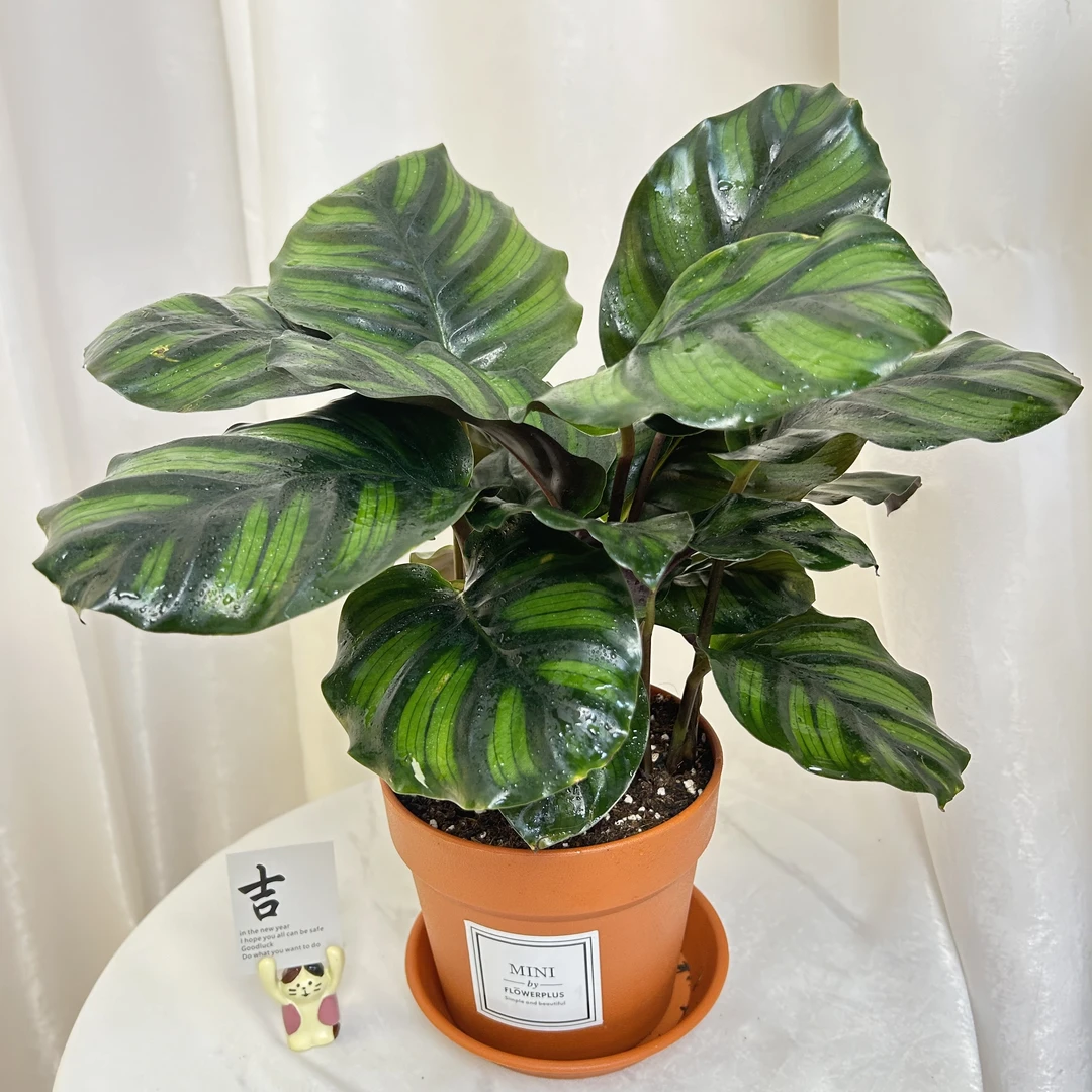 红苹果竹芋观叶四季常青喜阴植物室内小盆栽水培植物净化空气竹芋