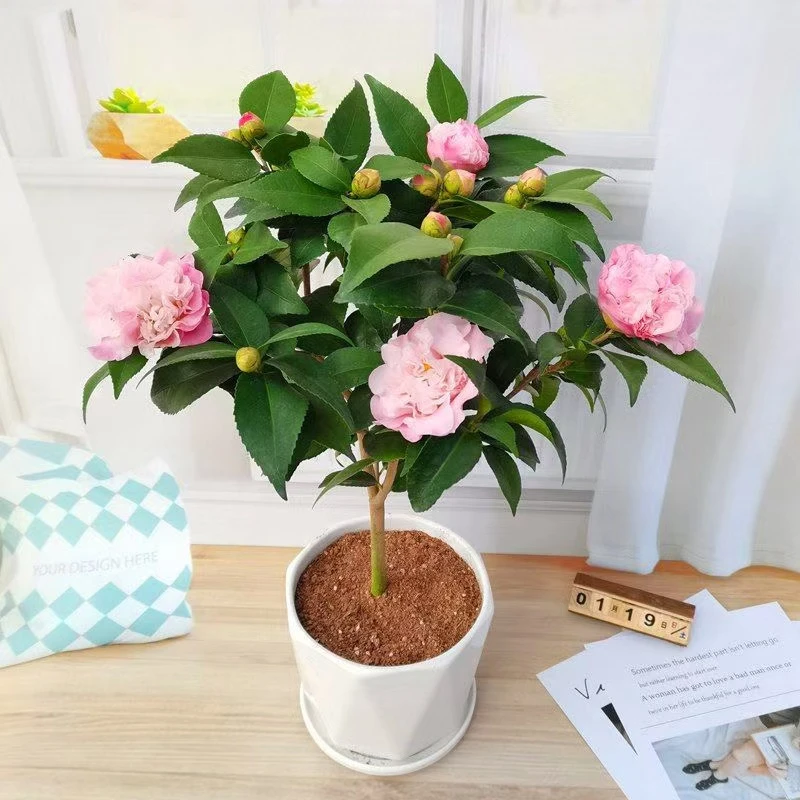 带花苞香妃山茶盆栽正品浓香型树苗五色赤丹茶花阳台耐寒老桩花卉