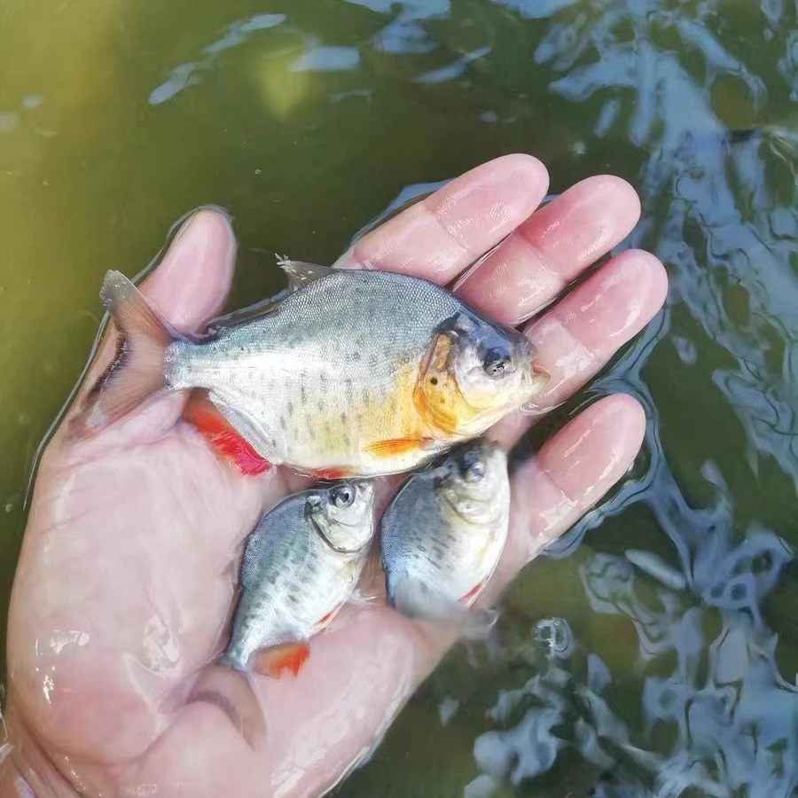 鲳鱼 红鲳鱼 白鲳 鲳红鲳鱼 鱼塘养殖包邮鱼包邮包活
