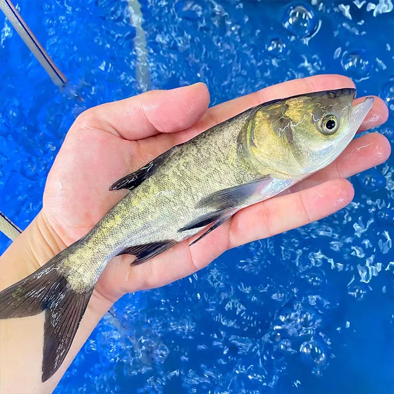 活体花鲢鱼大头鱼胖头鱼鲢鳙鱼