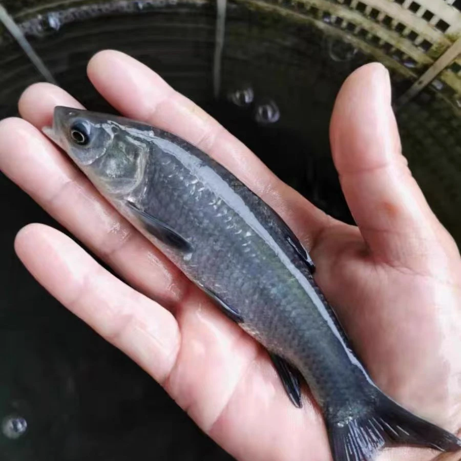 青鱼苗黑鲩螺丝青混黑灰草鱼苗淡水鱼苗活体用小鱼冷水鱼鲜活快递