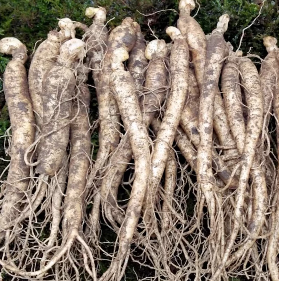 长白山新鲜人参小人参产地发货煲汤泡水250克30-40支