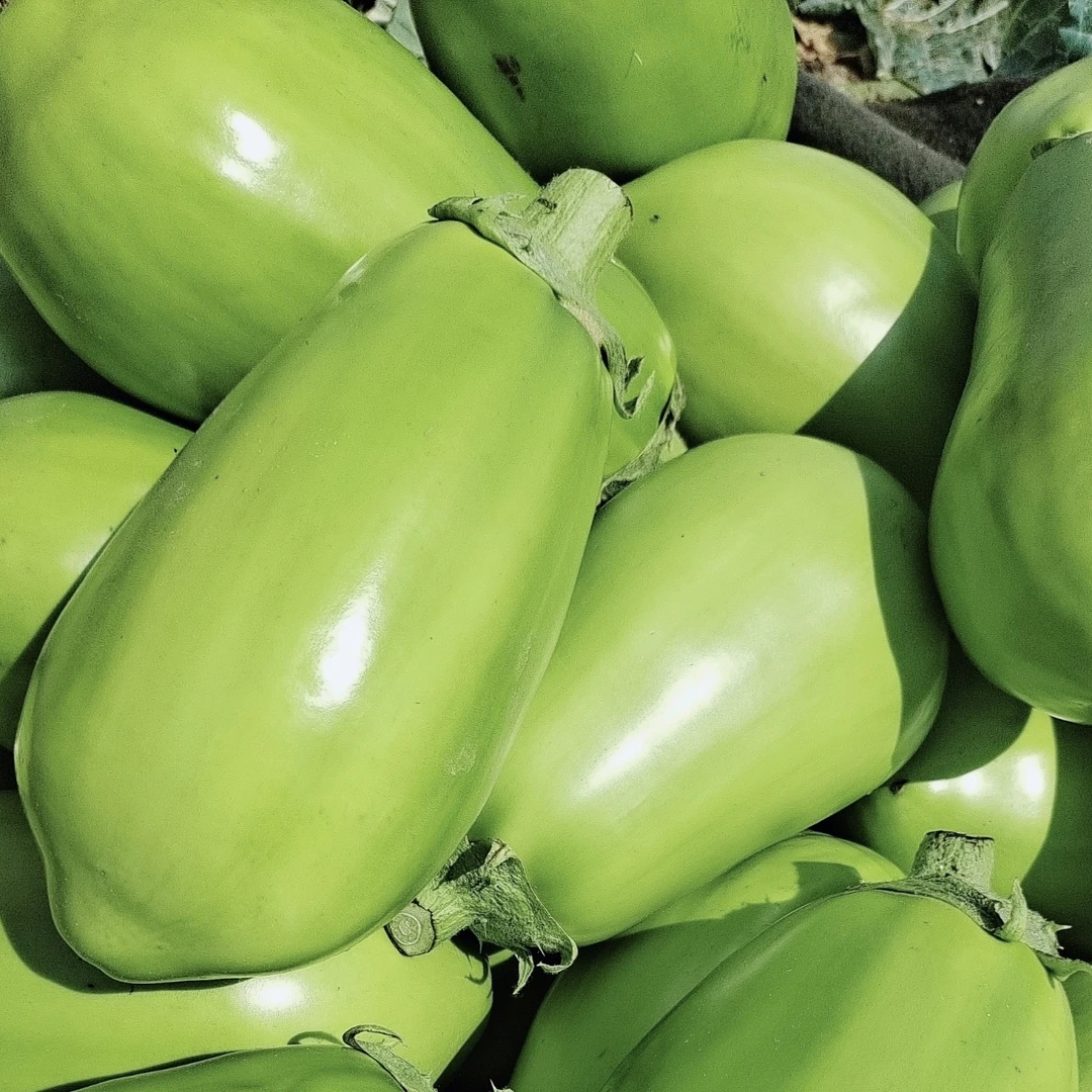 河南青茄子现摘现发蔬菜农家自种新鲜包邮鲜嫩坏了包赔