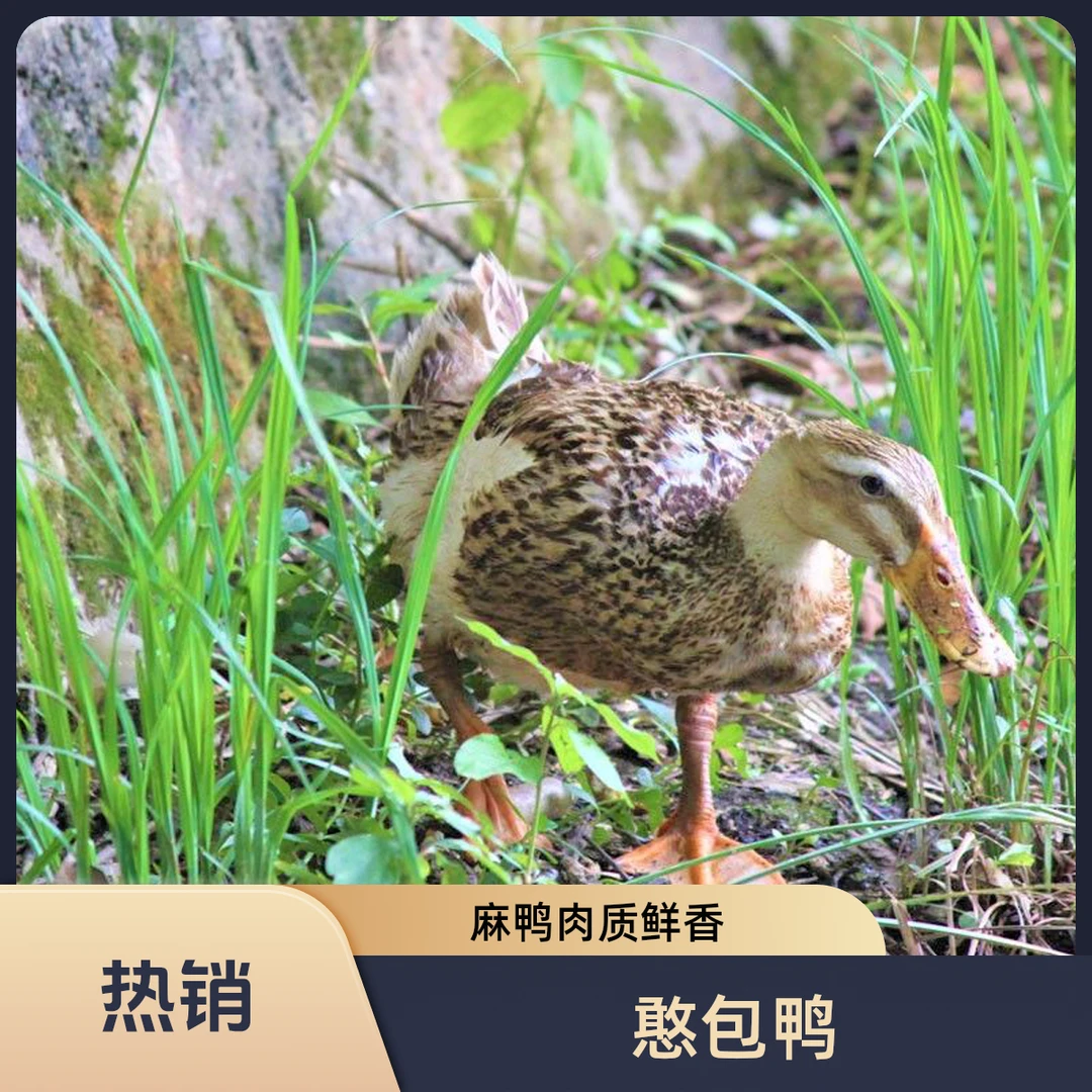 农家五谷杂粮散养鸭子，麻鸭肉质鲜香，憨包鸭，直播现场称重为准