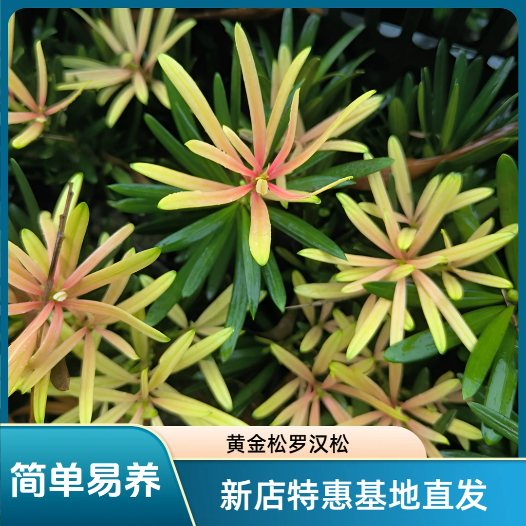 黄金松黄芽罗汉松老叶四季长青嫩芽粉红金黄色原土发货无需缓苗