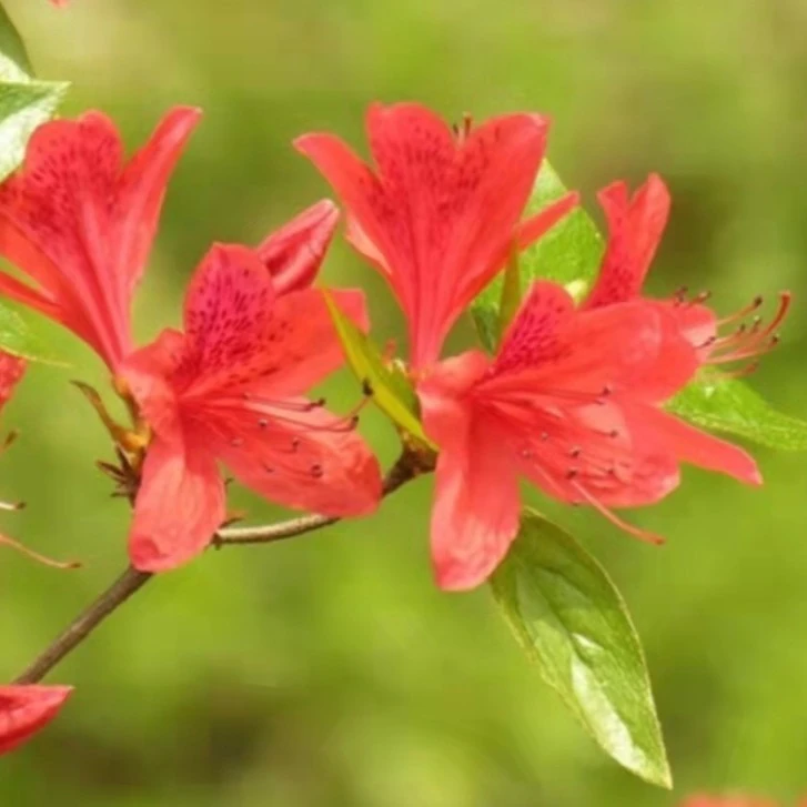 精选盆景小叶赤楠野生映山红办公室绿植好养花卉创意盆栽好养植物