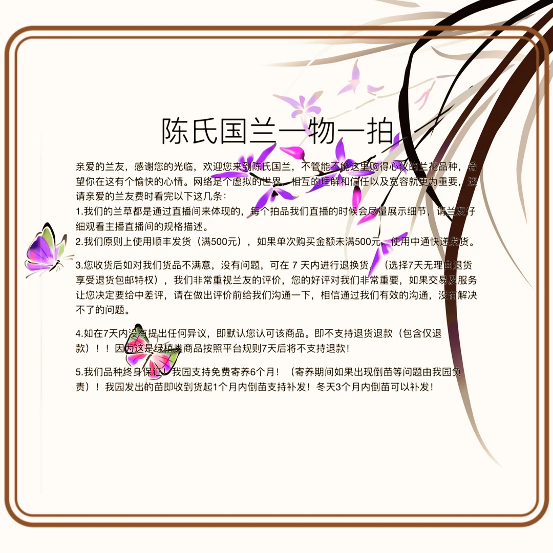 陈氏国兰 直播间人工种植兰花 一物一拍