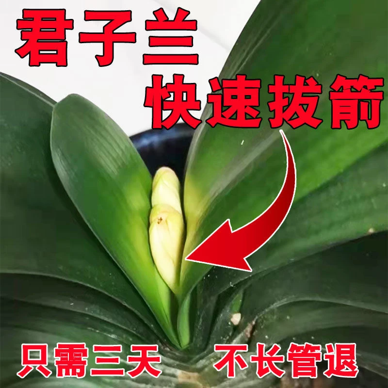 【一喷开花】君子兰专用肥营养液快速开花促箭剂防止黄叶不对称烂根