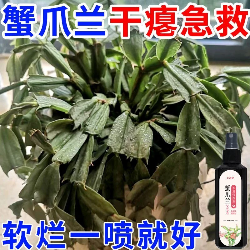 蟹爪兰【干瘪急救】专用营养液不开花防黄叶烂根免稀释生长液体花