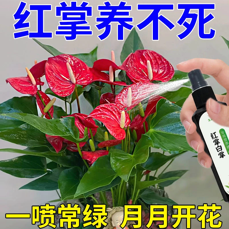 红掌专用营养液叶增绿花增红增艳延花期治黄叶枯萎倒伏不开花肥料