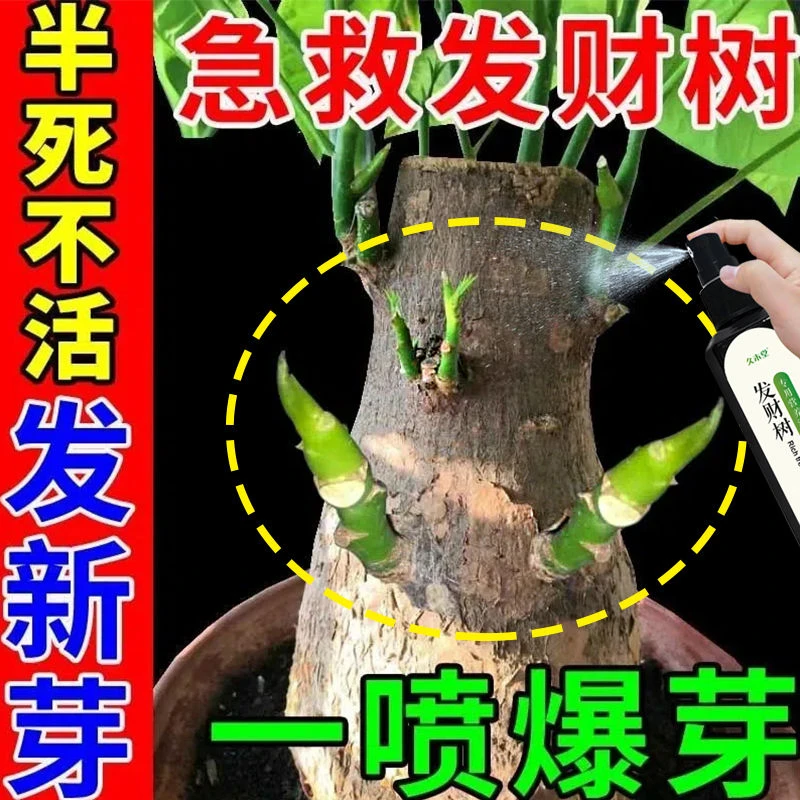 【巨好用】发财树营养液治叶子发黄掉叶防沤根烂根促生根叶面肥