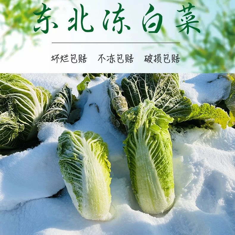 【顺丰包邮】东北冻白菜5斤浓浓家乡味【霞姐专属】