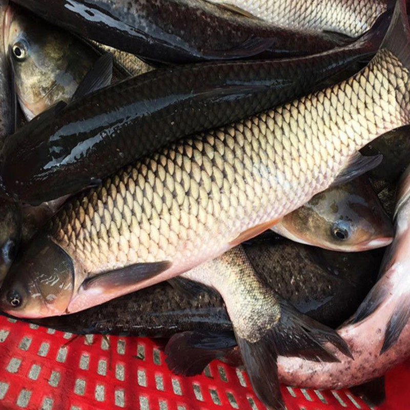 【顺丰】东北四平二龙湖草鱼淡水鱼草根活鱼现冻现发冷冻发货