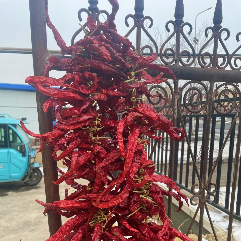 东北干辣椒薄皮农家自种笨辣椒自然凉晒烧辣椒2023年新货250g500g