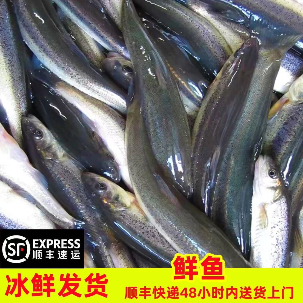 【顺丰空运】东北柳根鱼冰鲜发货【大号每斤8-12条】