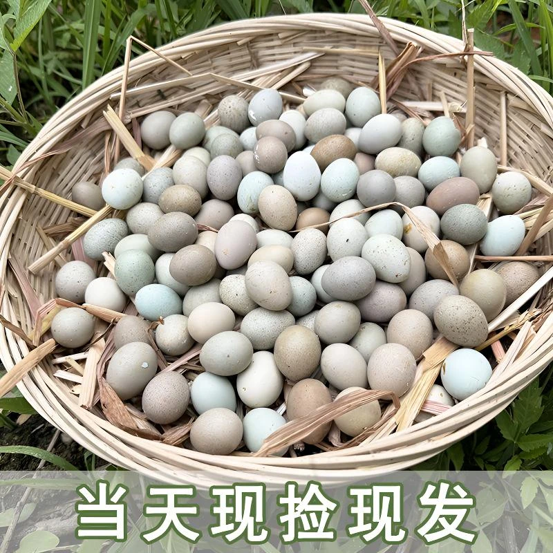 迷你芦丁鸡蛋新鲜食用孵化无忧