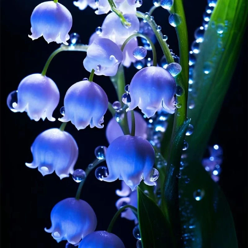 稀有颜色【蓝精灵】铃兰球根苗四季带芽浓香型花卉绿植阳台耐寒植