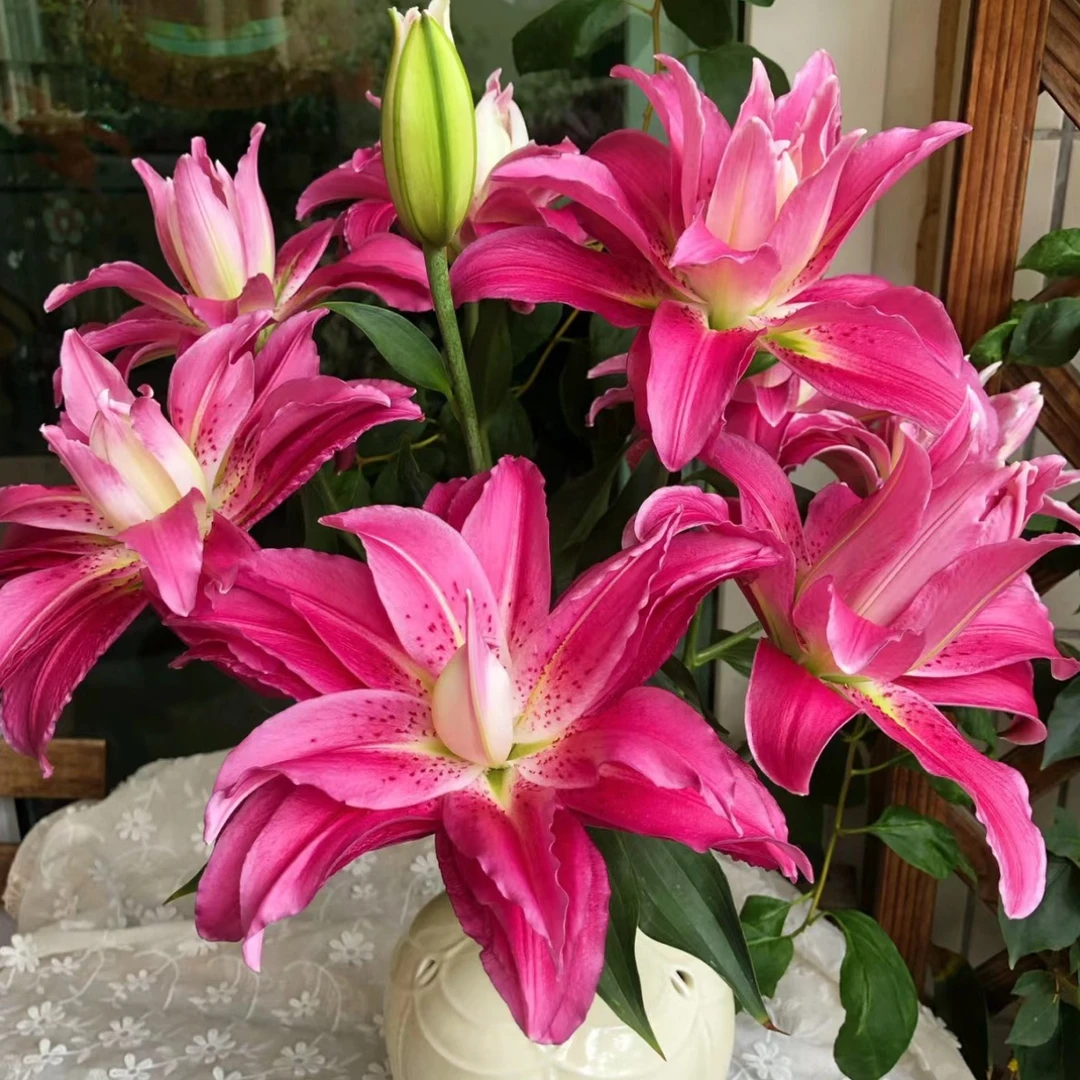 百合花种球盆栽【紫莲花】浓香型香水百合阳台庭院种植耐寒室内好养