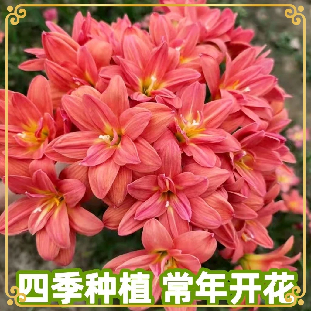 风雨兰种球韭兰葱兰花苗韭菜莲石蒜室内庭院阳台盆栽四季耐寒耐热