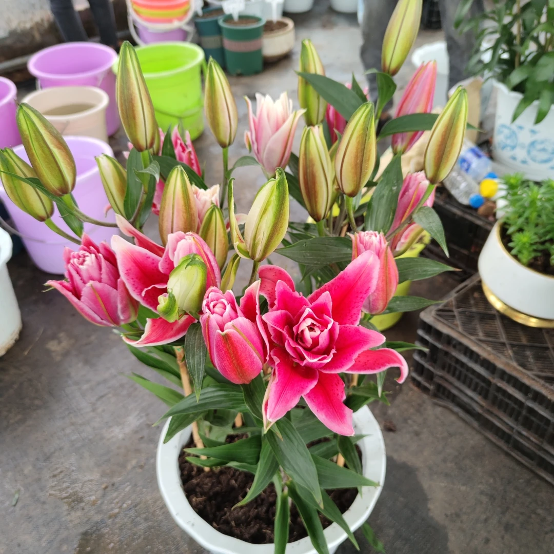 百合花种球四季可种《娜塔莎》进口重瓣香水百合庭院阳台园艺花大球