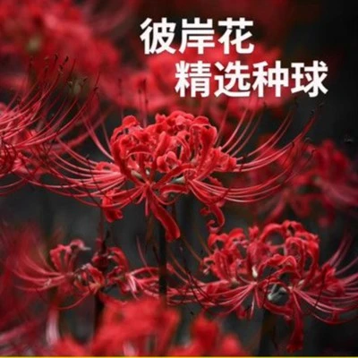 彼岸花种球大球曼珠沙华石蒜花室内室外植物曼陀罗当年开花花卉