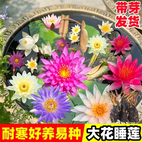水培大睡莲池塘荷花莲花水养四季开花带花苞碗莲庭院池塘睡莲根快