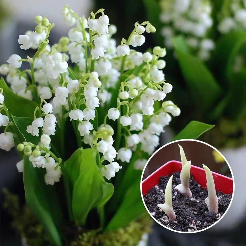 进口铃兰花苗带根浓香网红小型绿植盆栽阳台室内花卉多年生耐寒热