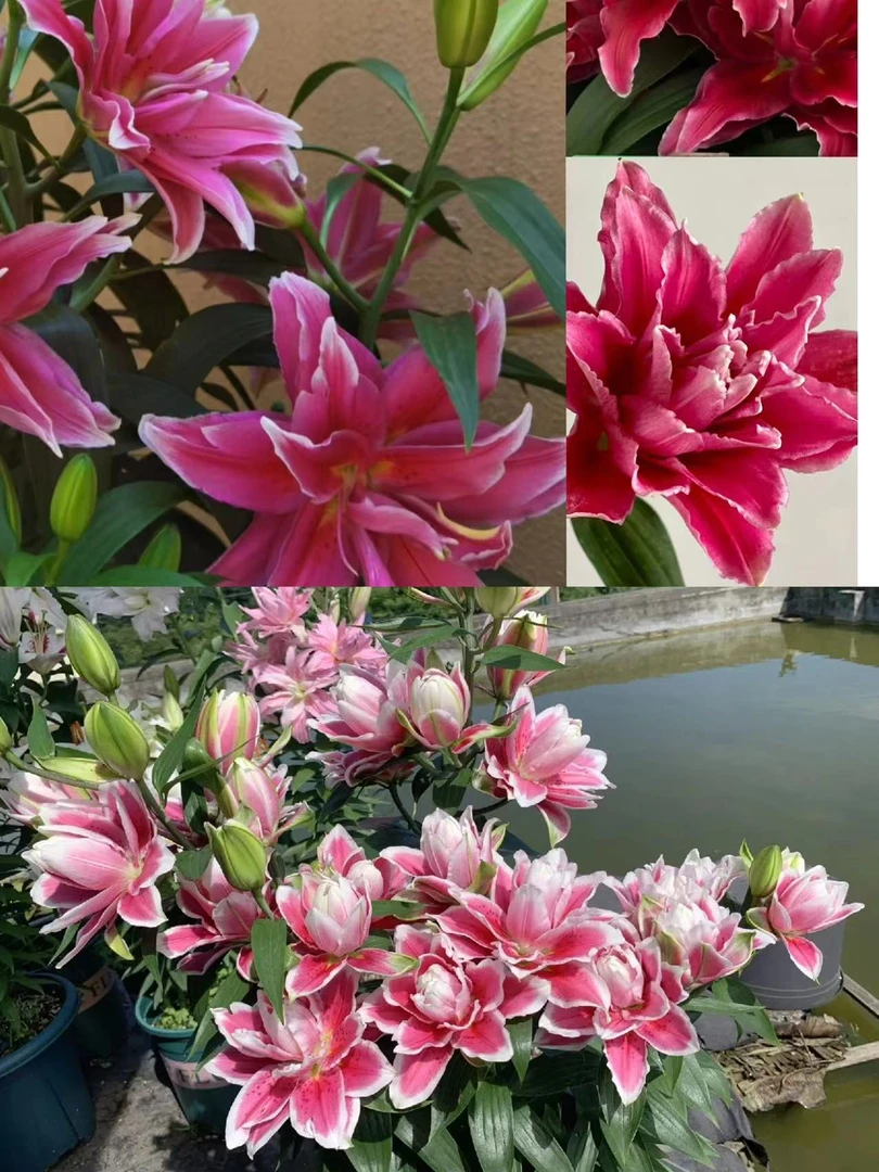 百合花种球红色重瓣四季可种庭院正宗香水百合花球盆栽种植耐寒热