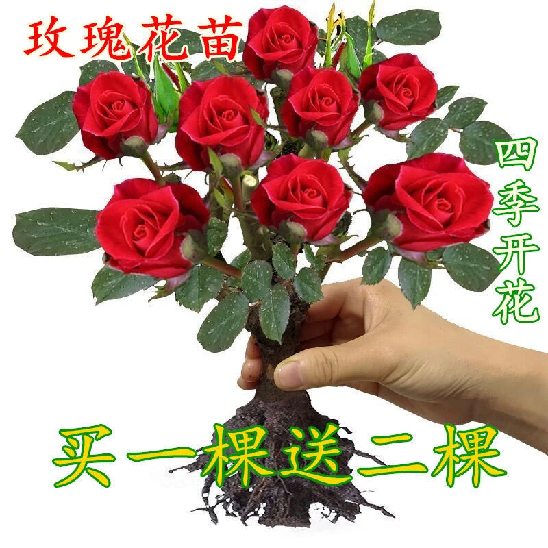 玫瑰花苗四季开花大花月季室内外绿植物盆栽花卉桌面阳台观花植物
