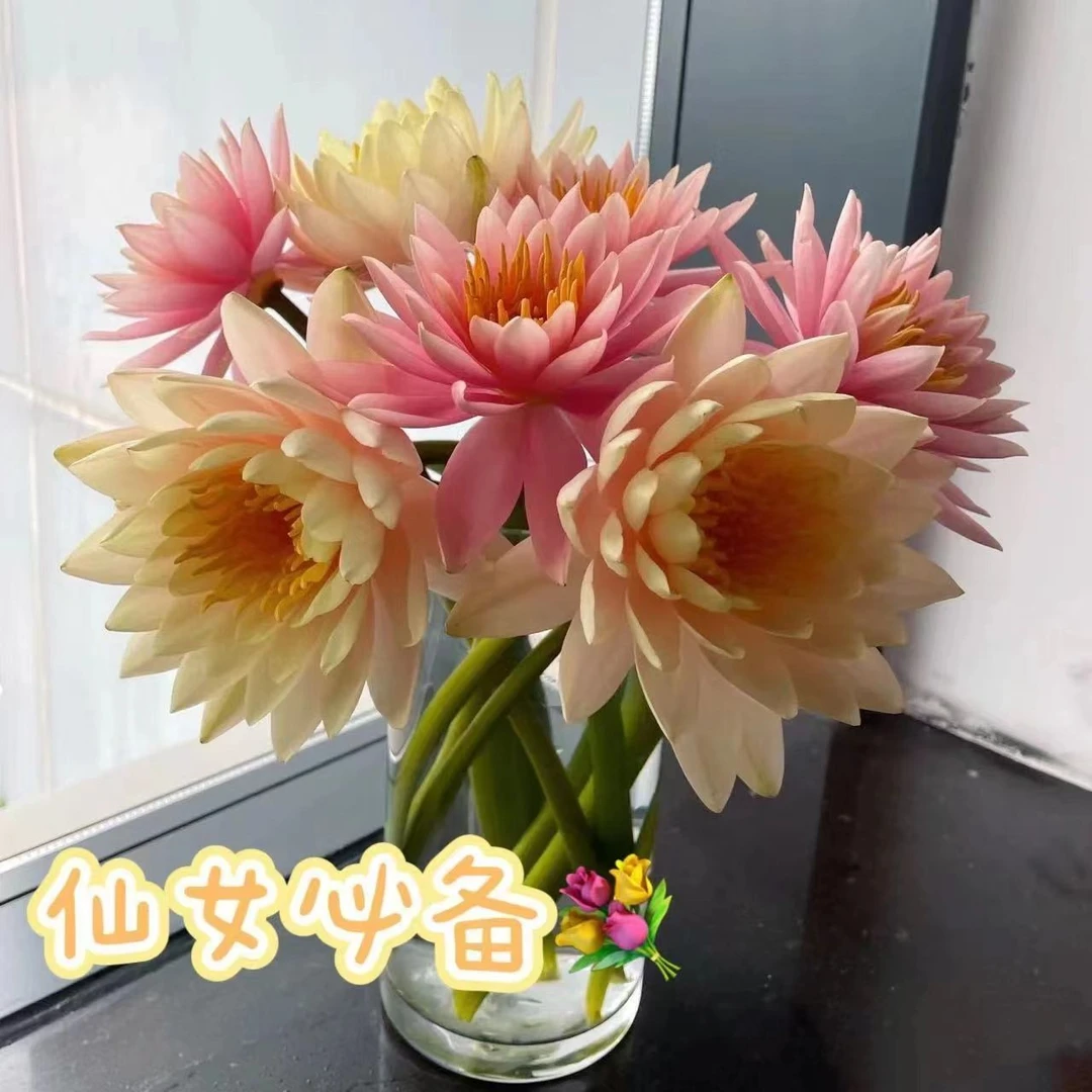 睡莲根块水培植物开花修剪水养种植北方发芽枝条生长选择栽培耐寒