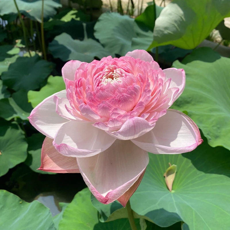 大型观赏荷花种根苗荷花盆栽水养四季荷花种藕苗莲花水培植物清香