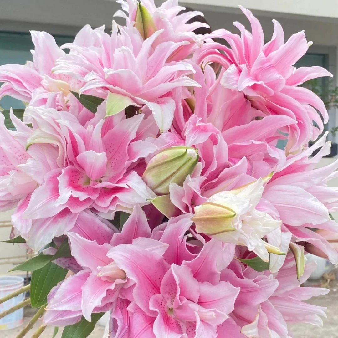 百合种球重瓣大花【伊莎贝拉】四季可种植阳台庭院种植花香耐寒低温