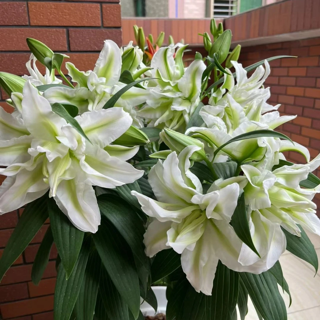 正宗百合种球《艾莎》进口重瓣香水百合花种球四季种植耐寒易活好养