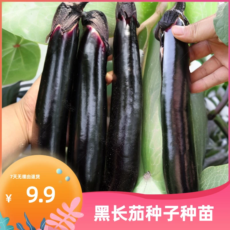 嫁接茄子苗高产抗病皮薄肉质细嫩的黑长茄种子种苗长茄苗圆茄苗