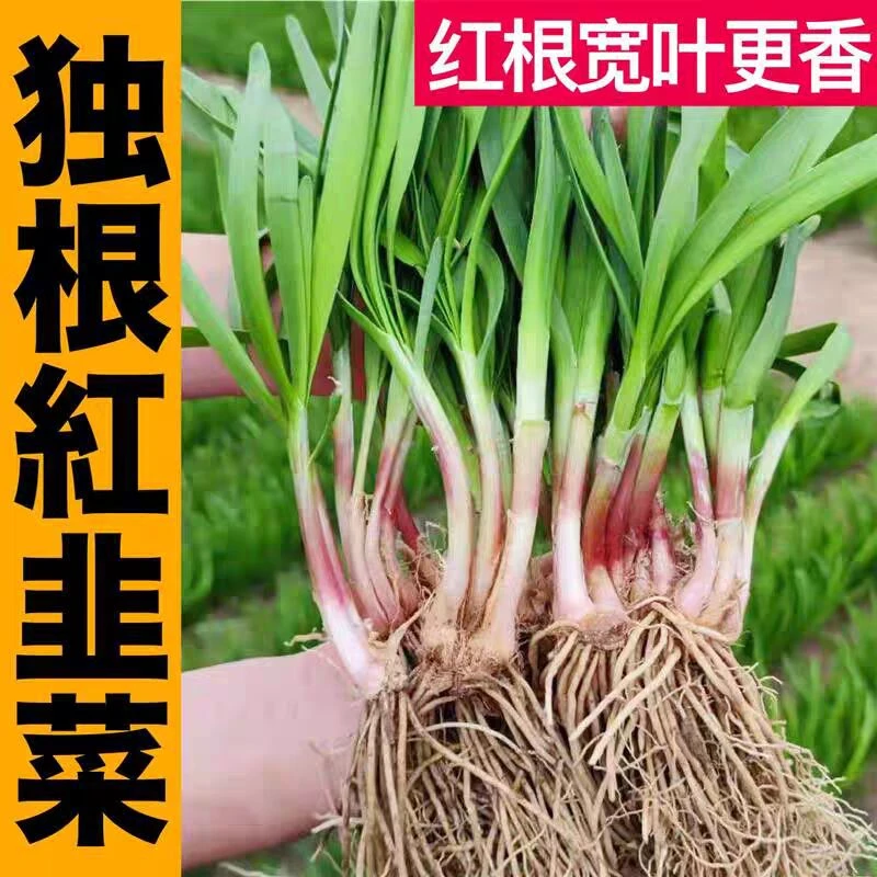 韭菜根当年新根秧苗盆栽四季粗根红根韭菜菜园庭院阳台
