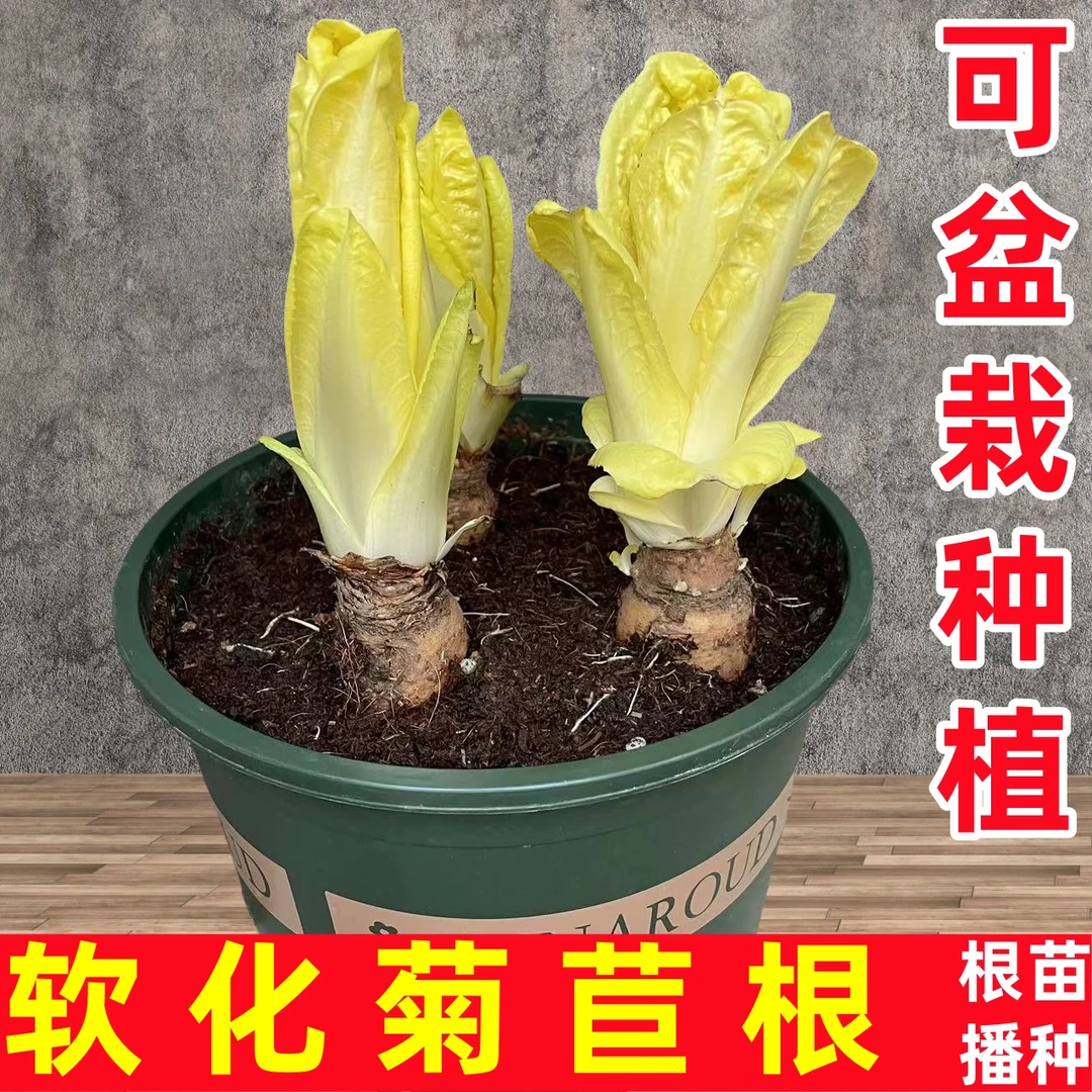 好物甄选正宗新鲜软化菊苣根金玉兰菜正宗球菊苣根蔬菜根活苗新鲜