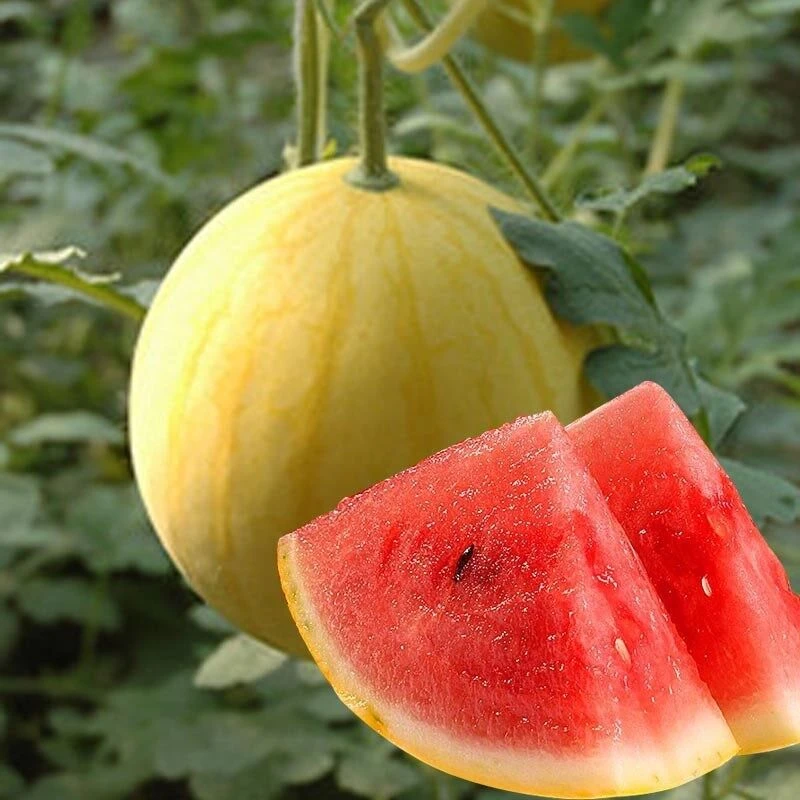 黄皮红瓤西瓜种子早熟耐热春夏播超甜蔬菜水果
