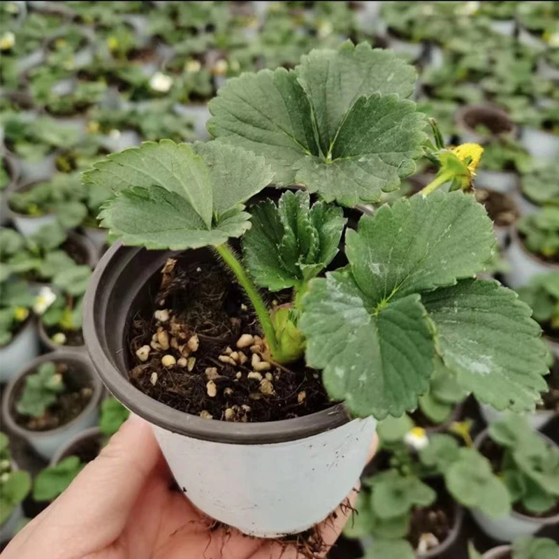 (好物)四季盆栽草莓苗