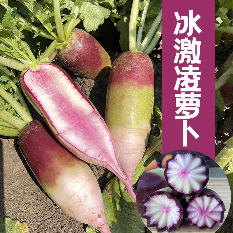 冰淇淋萝卜脆甜多汁生吃不辣水果萝卜种子四季糖心冰淇淋