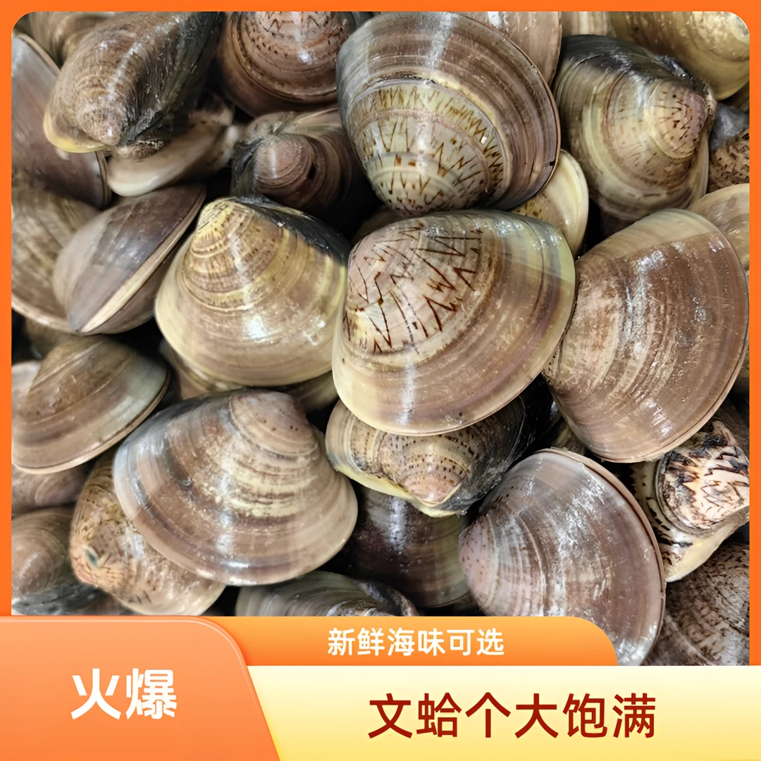 文蛤（500g）个头饱满