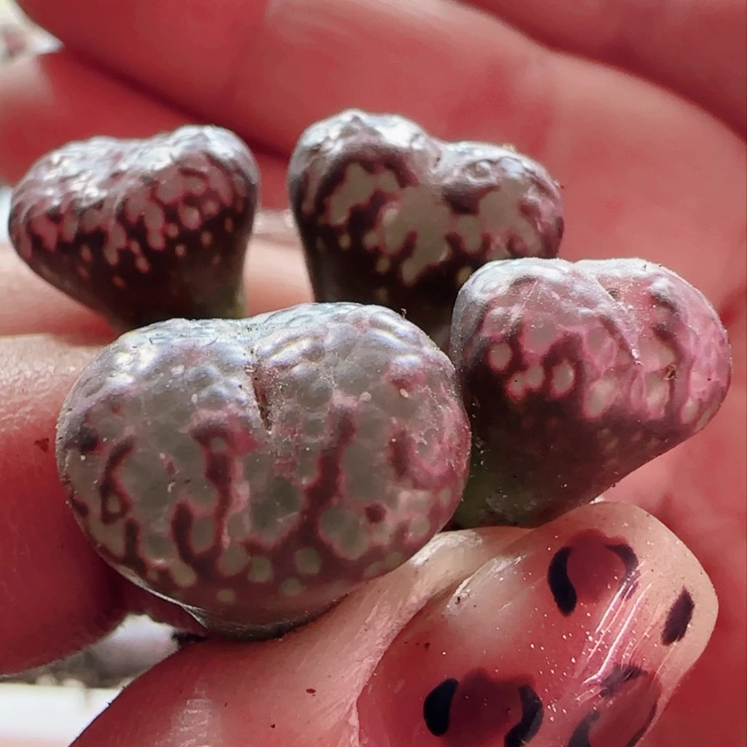 干*笑泡泡勋章 优选 全年红～