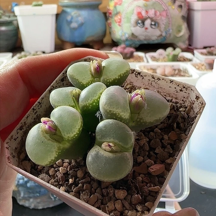 群生风铃玉。