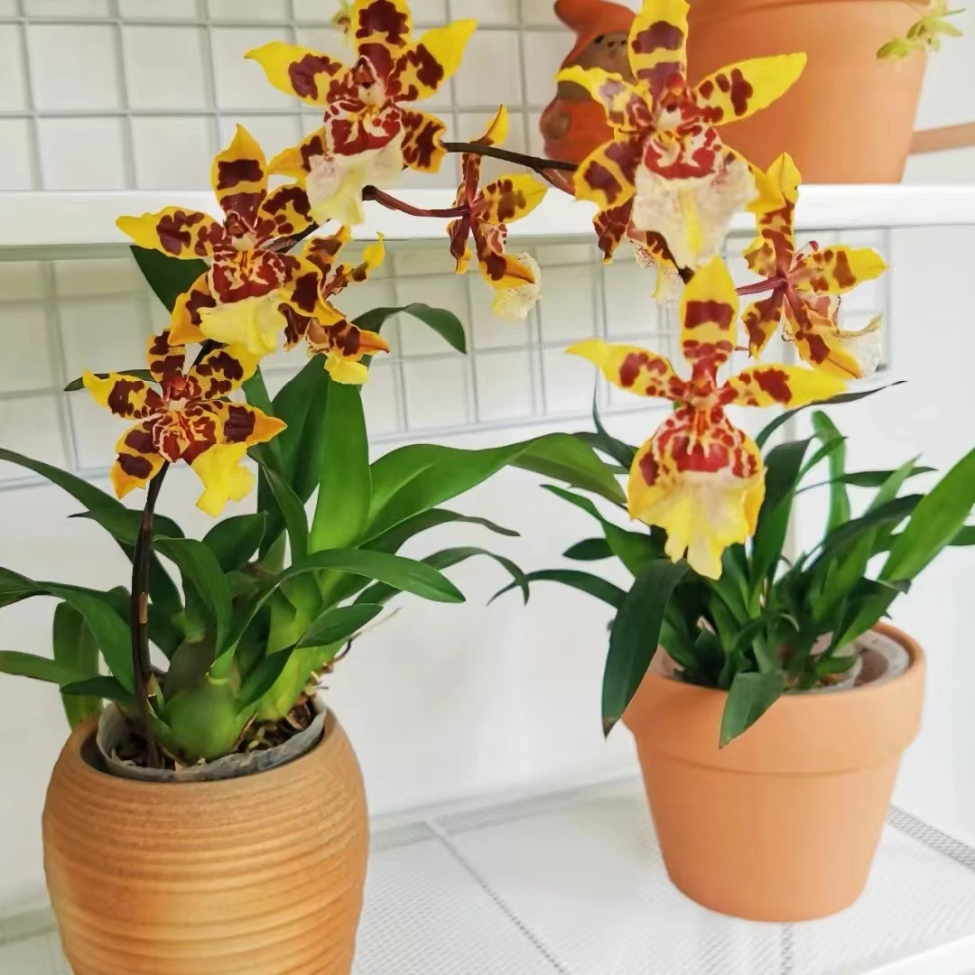 【小野猫】文心兰基地养殖花色多彩 褐红色的斑纹 精品高端兰花